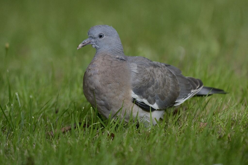 Common Wood Pigeonimmature, identification