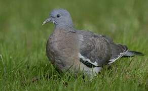 Common Wood Pigeon