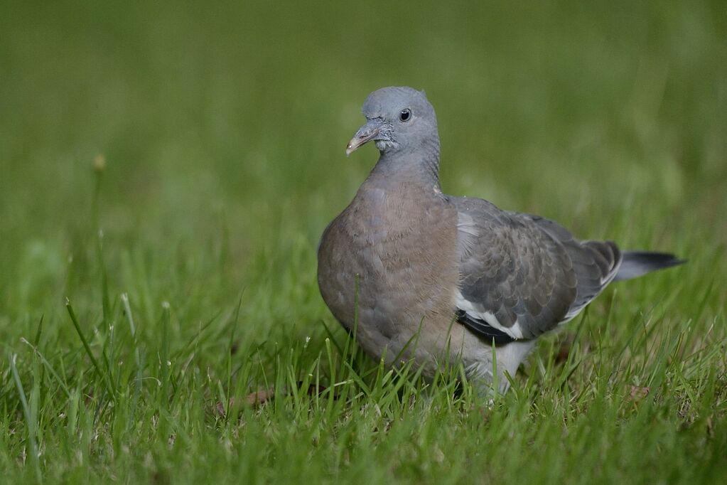 Common Wood Pigeonimmature, identification