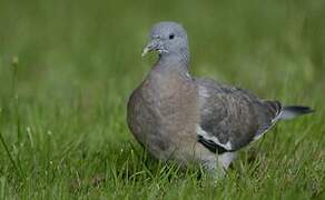 Common Wood Pigeon