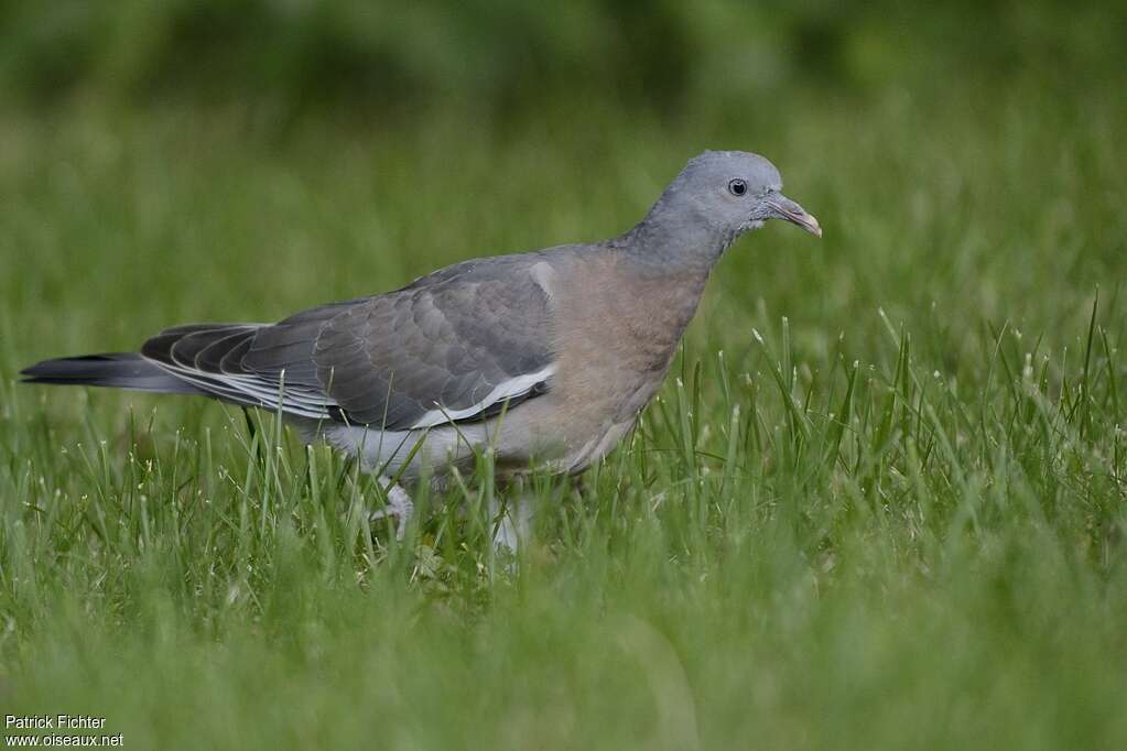 Common Wood Pigeonjuvenile, habitat, walking, eats