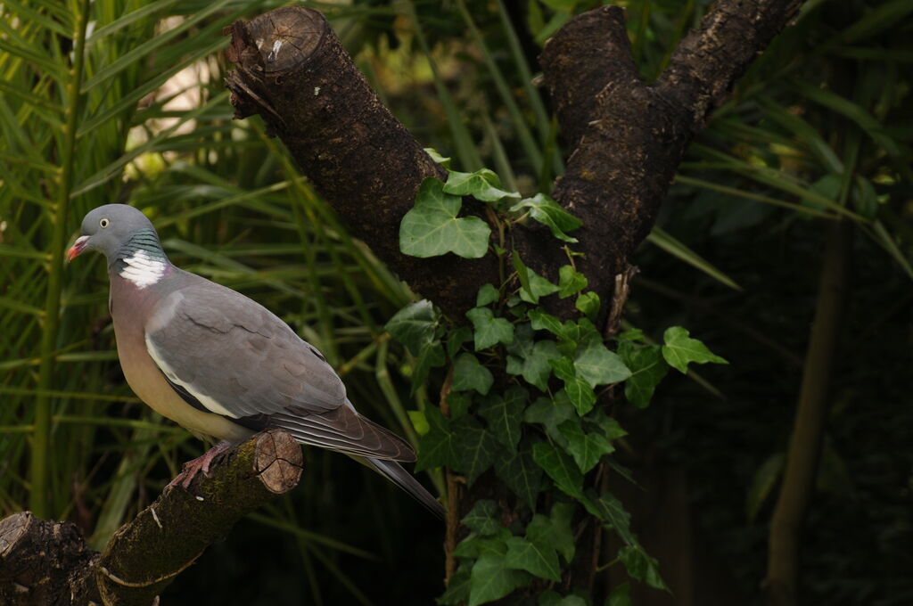 Common Wood Pigeon