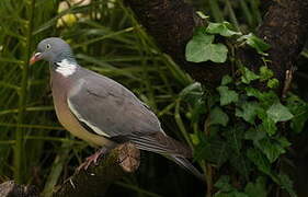 Common Wood Pigeon