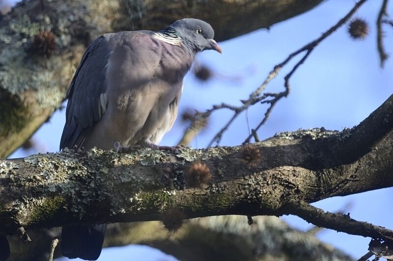 Pigeon ramieradulte internuptial