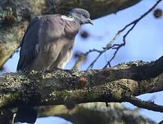 Common Wood Pigeon