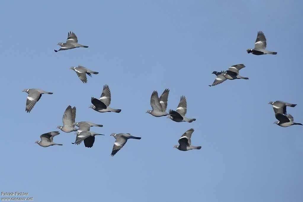 Common Wood Pigeonadult, Flight