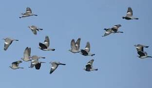 Common Wood Pigeon