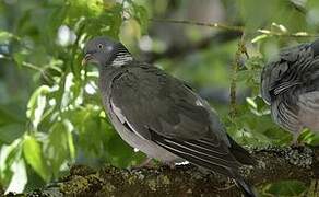 Common Wood Pigeon