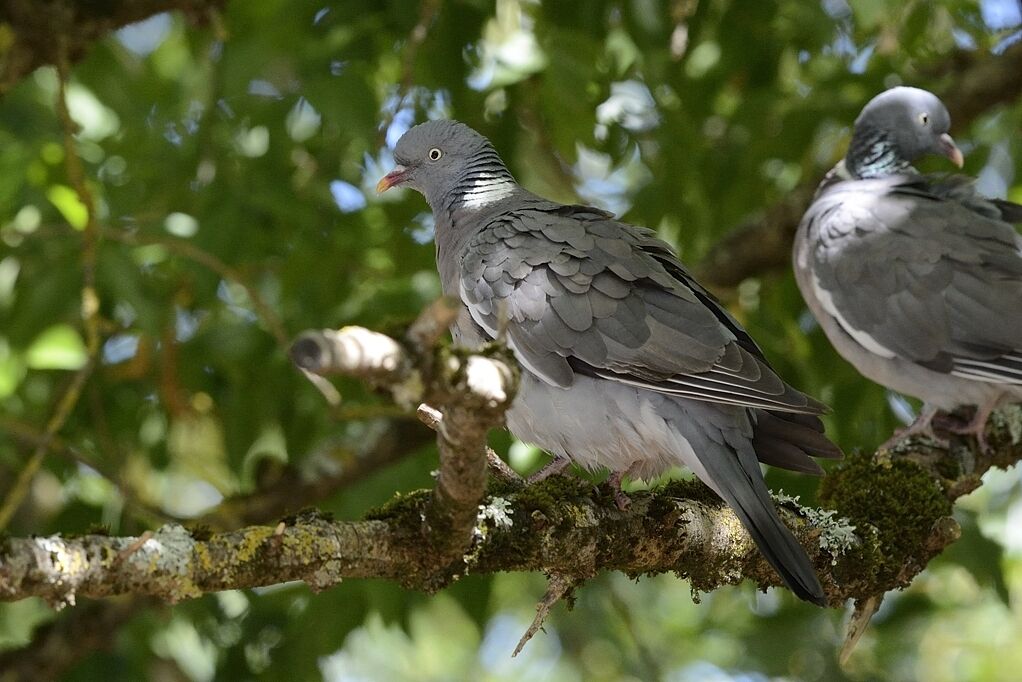 Common Wood Pigeon