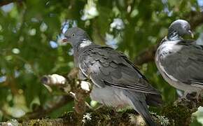 Common Wood Pigeon