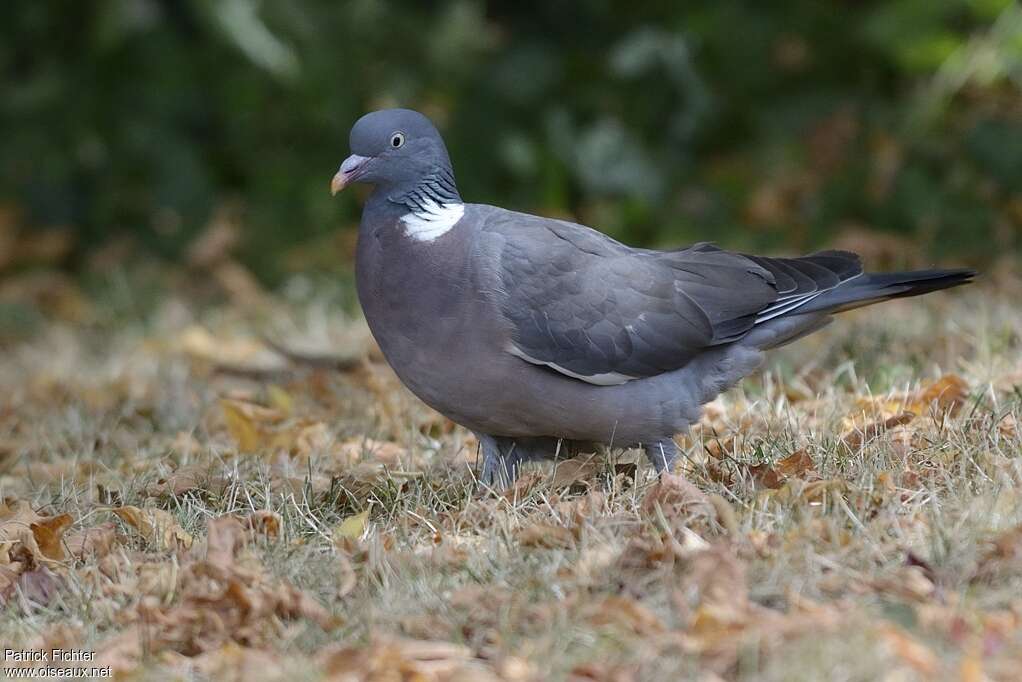 Common Wood Pigeon, identification