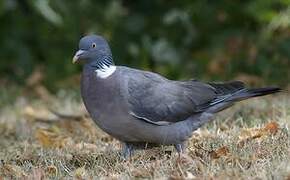 Common Wood Pigeon