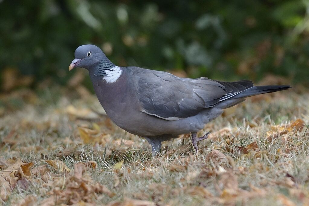 Common Wood Pigeon, identification