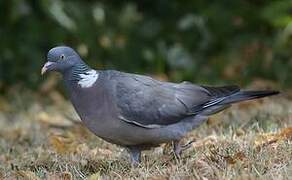 Common Wood Pigeon