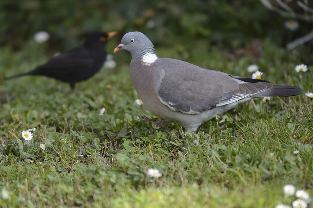 Common Wood Pigeonadult breeding, identification