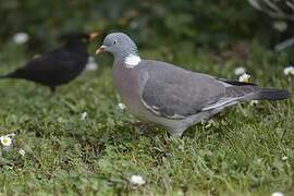 Common Wood Pigeon