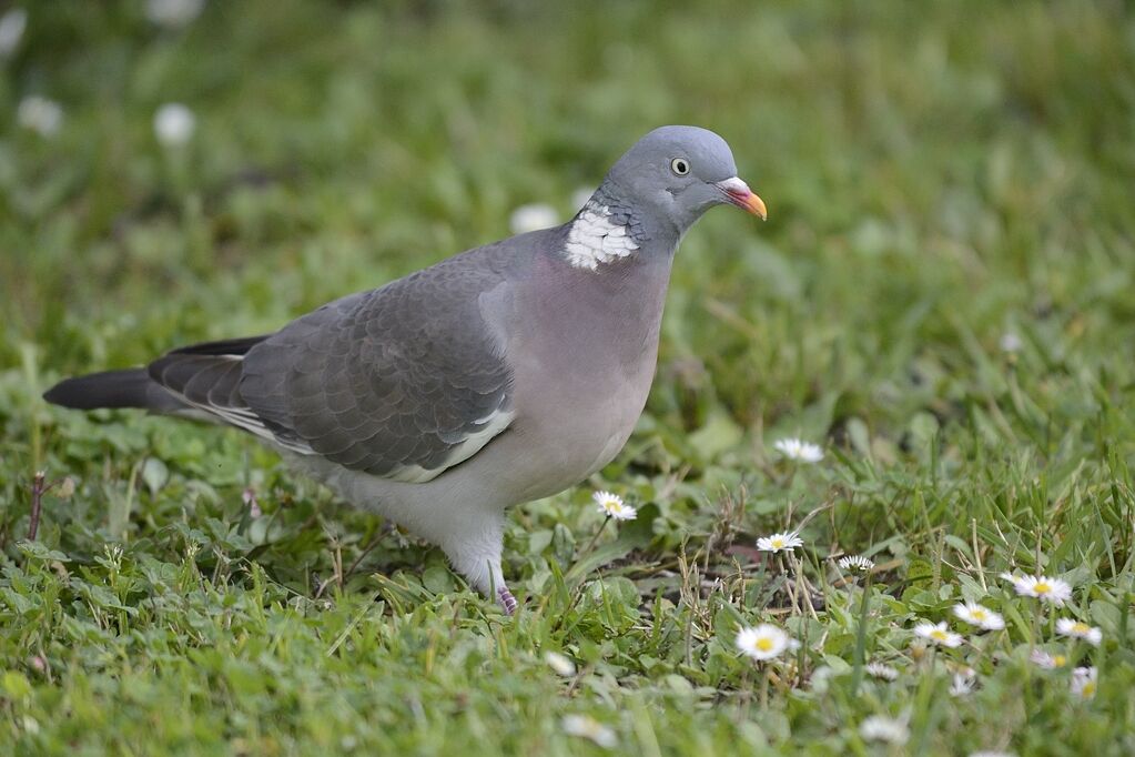 Common Wood Pigeonadult breeding, close-up portrait