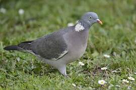 Common Wood Pigeon