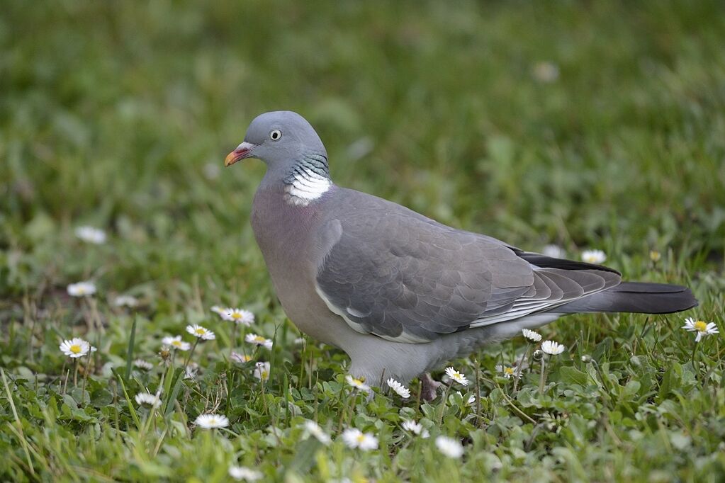 Common Wood Pigeonadult breeding, close-up portrait