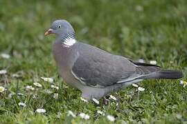 Common Wood Pigeon