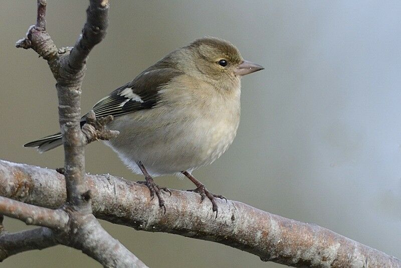 Common Chaffinch female adult