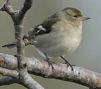 Eurasian Chaffinch