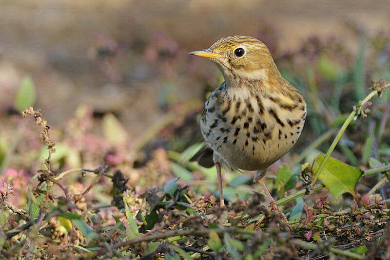 Pipit farlouseadulte internuptial