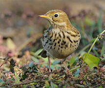 Pipit farlouse