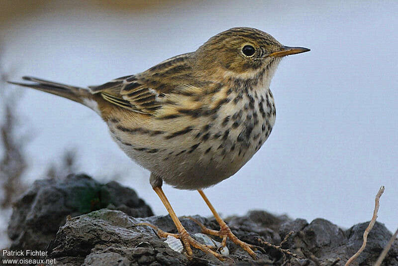 Pipit farlouseadulte internuptial, portrait, pigmentation