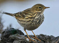 Pipit farlouse