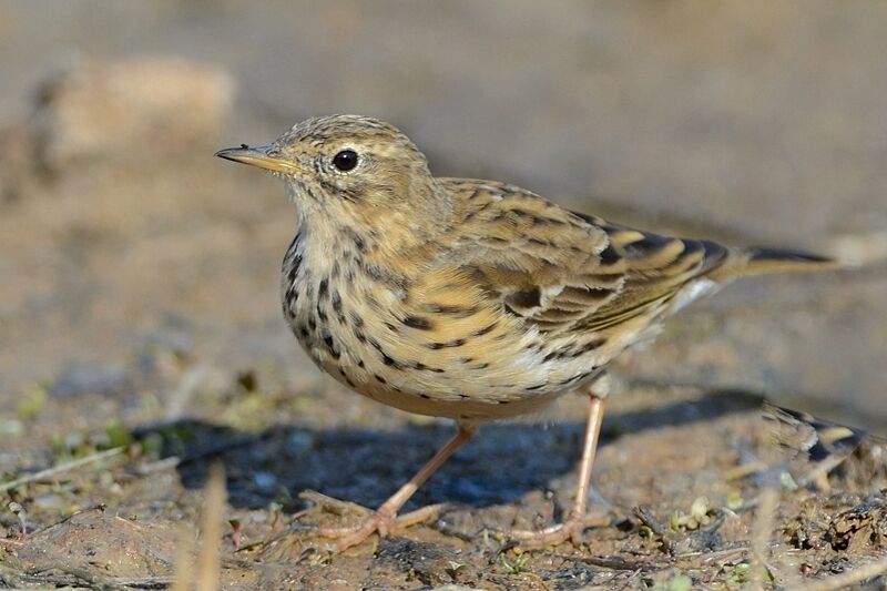 Pipit farlouseadulte