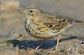 Meadow Pipit