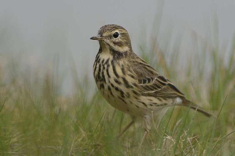 Meadow Pipitadult breeding