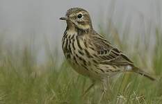 Pipit farlouse