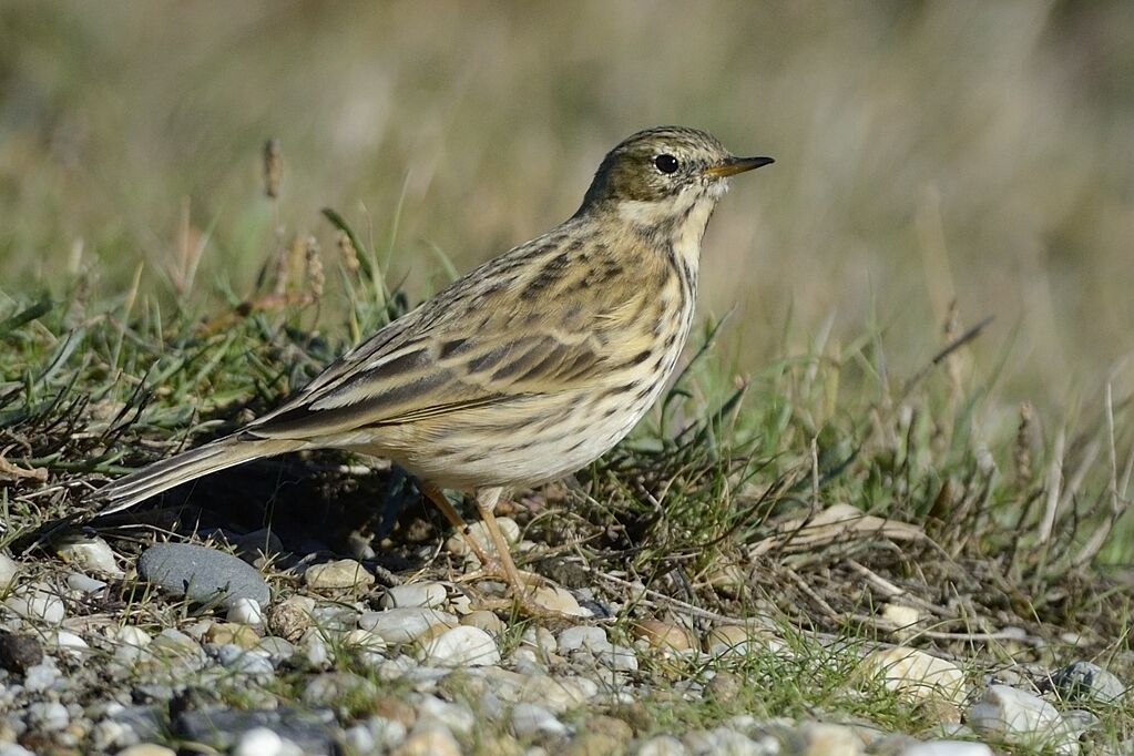 Pipit farlouseadulte internuptial, identification