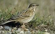 Pipit farlouse