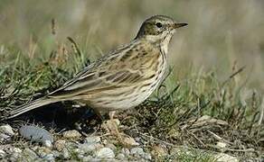 Meadow Pipit