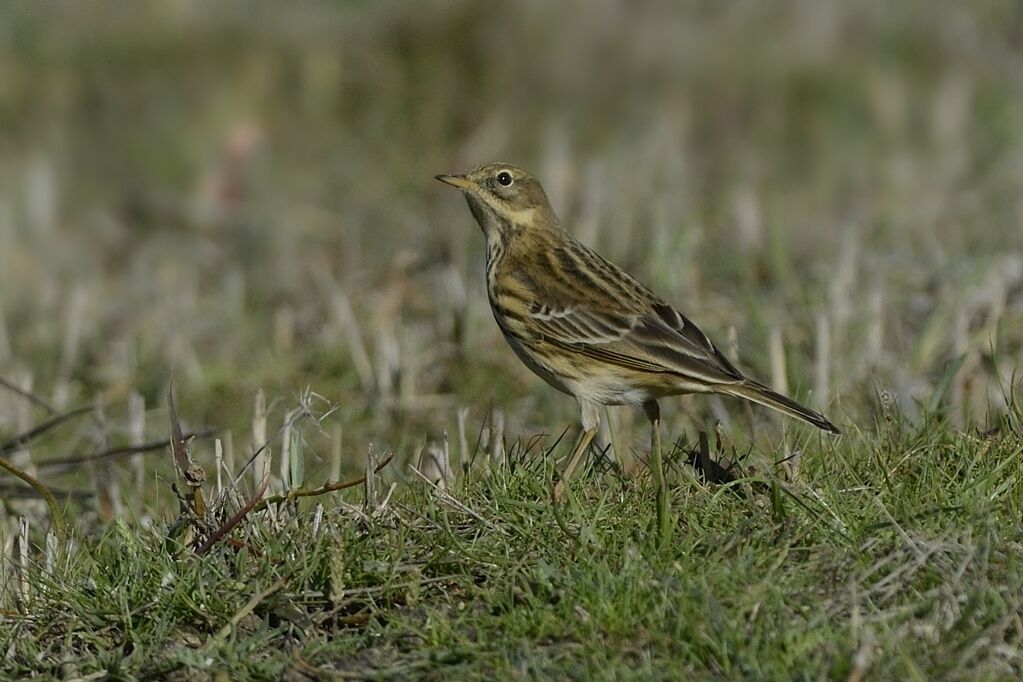 Pipit farlouseadulte internuptial