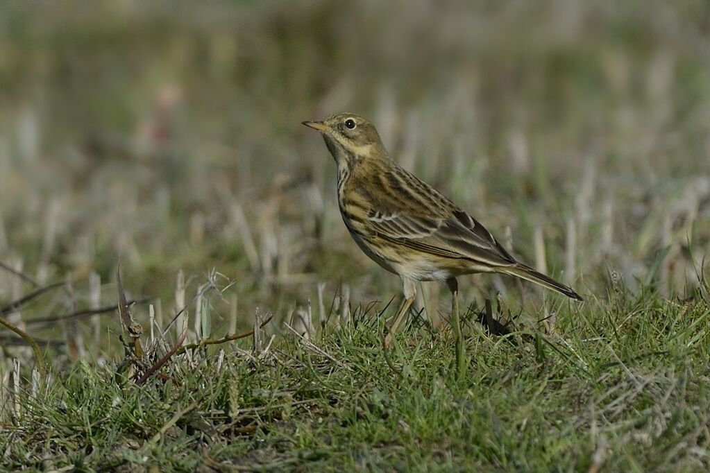 Meadow Pipitadult post breeding