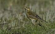 Pipit farlouse