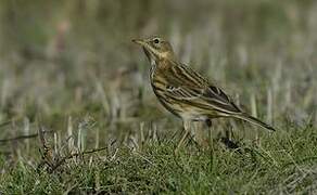 Meadow Pipit