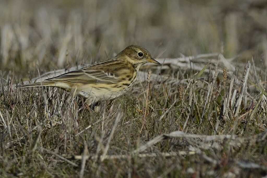 Pipit farlouseadulte internuptial, habitat