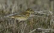 Pipit farlouse