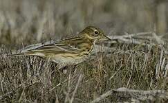 Pipit farlouse