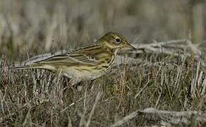 Meadow Pipit