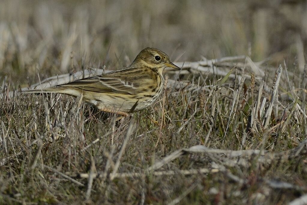 Pipit farlouse