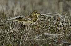 Pipit farlouse