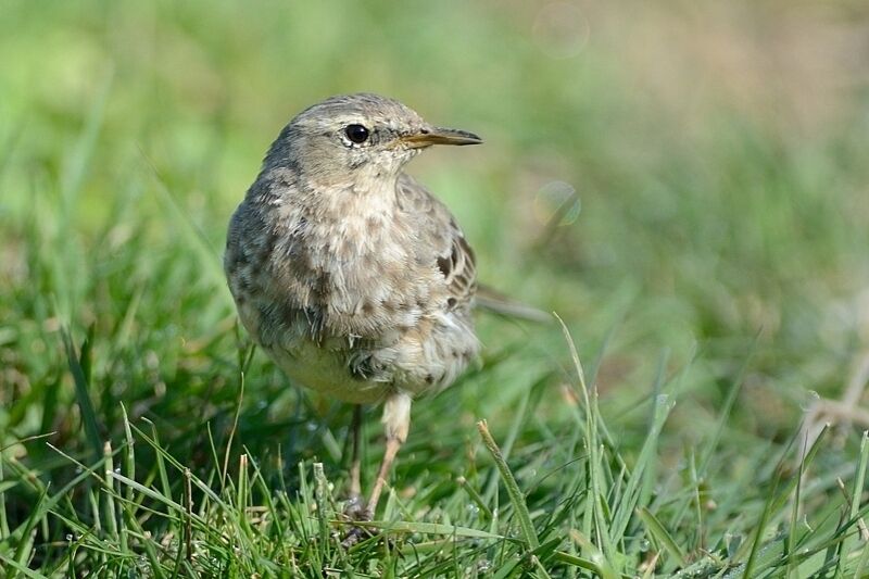 Pipit maritimeadulte