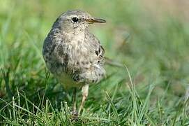 European Rock Pipit