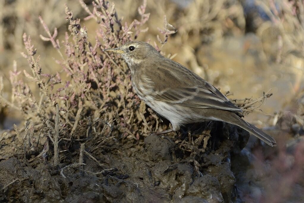 Water Pipitadult post breeding, identification